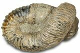Fossil Heteromorph (Nostoceras) Ammonite - Madagascar #314941-1